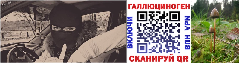 Купить  Новотитаровская  Псилоцибиновые грибы Cubensis 